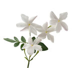 清新白色茉莉花枝特写