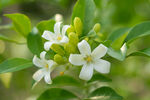 清新白色茉莉花绽放