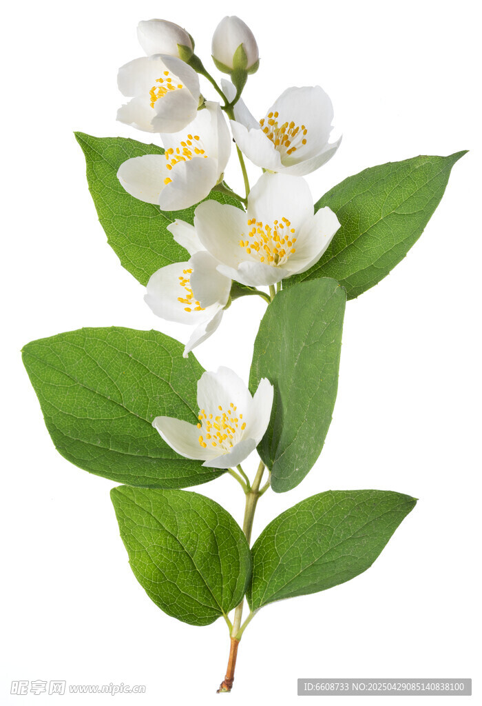 洁白茉莉花枝特写