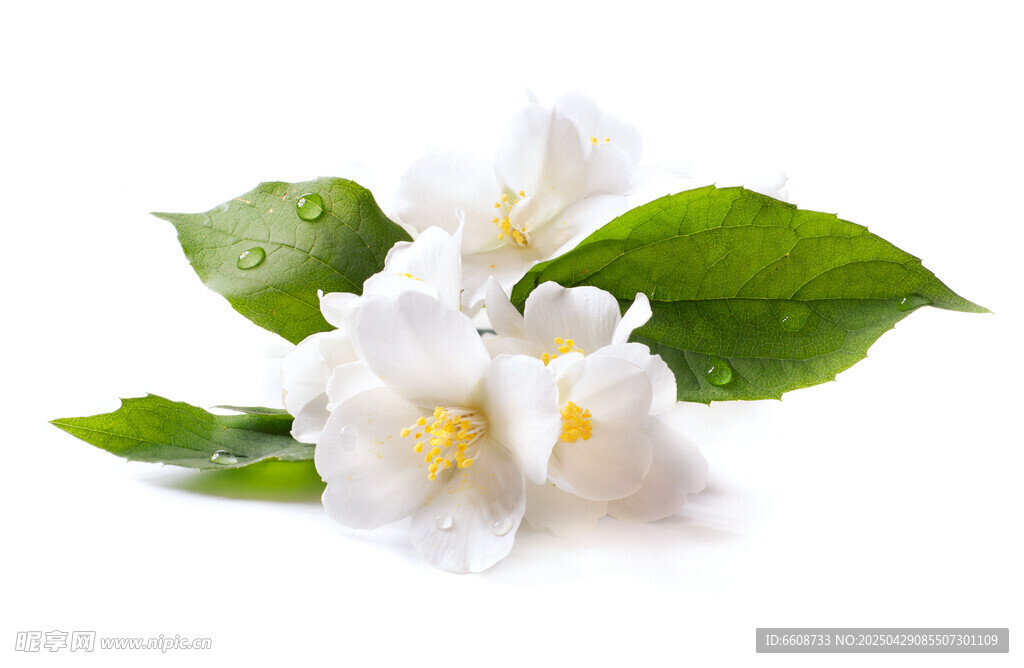洁白茉莉花与绿叶
