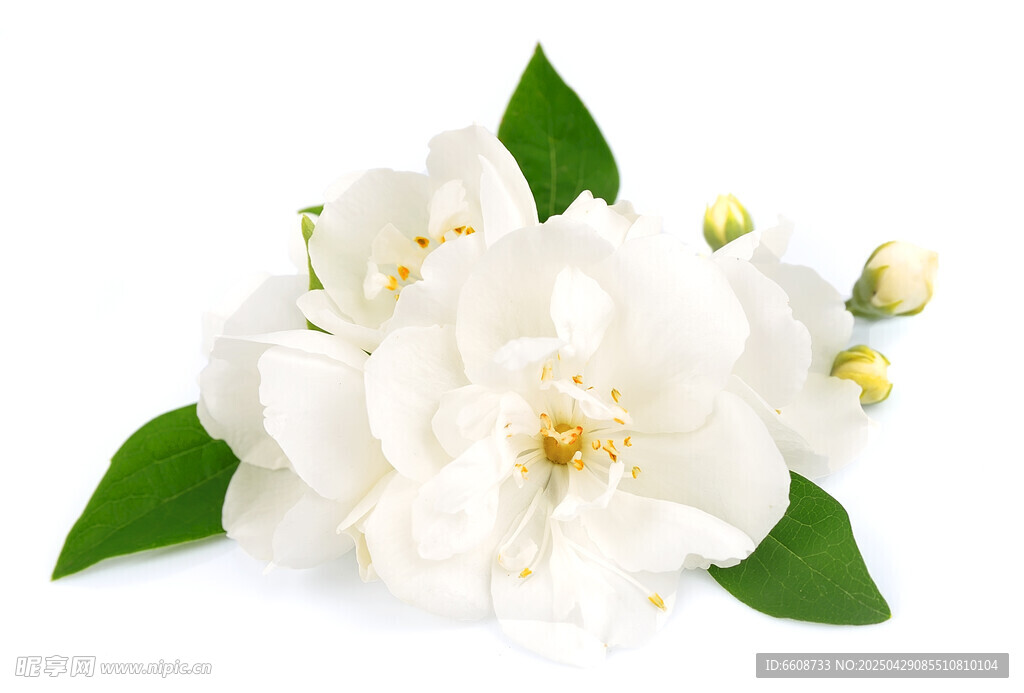 洁白茉莉花绽放绿叶间
