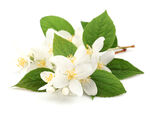 清新茉莉花枝绽放