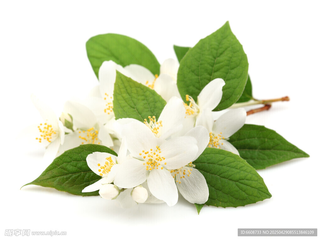 清新茉莉花枝绽放