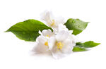清新茉莉花带绿叶绽放
