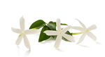清新白色茉莉花带绿叶