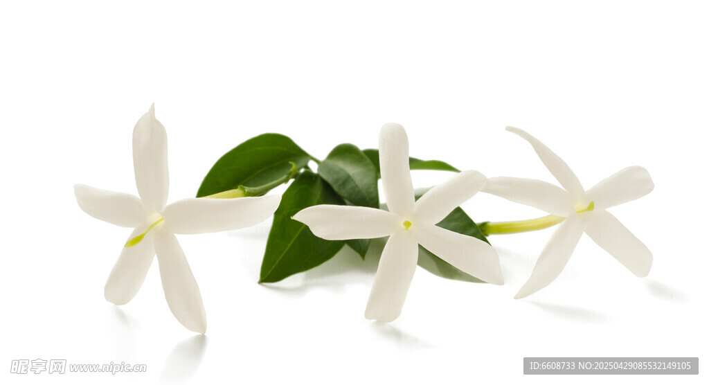 清新白色茉莉花带绿叶