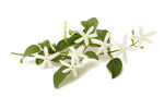 清新茉莉花枝