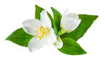 白色茉莉花与绿叶特写