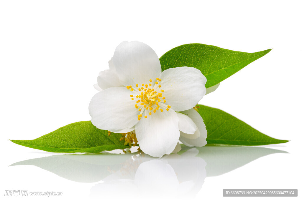 洁白茉莉花配翠绿叶片