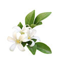 清新白色栀子花带绿叶