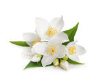 清新茉莉花绽放