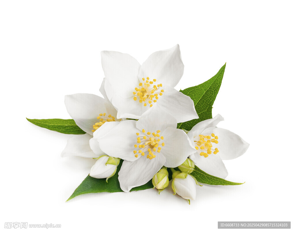 清新茉莉花绽放