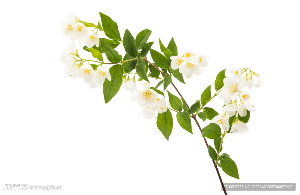 白色茉莉花枝特写