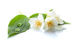 清新茉莉花与绿叶