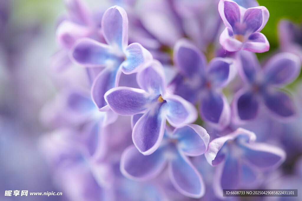 紫丁香花特写