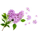 紫丁香花组成的心形图案
