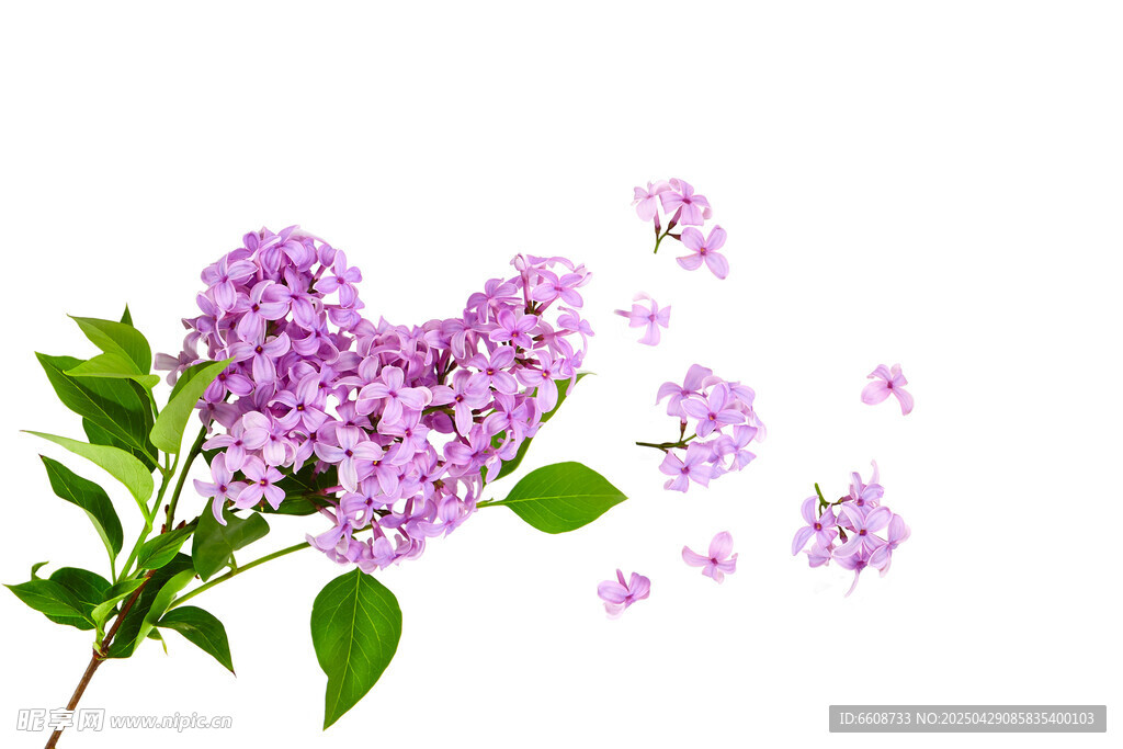 紫丁香花组成的心形图案