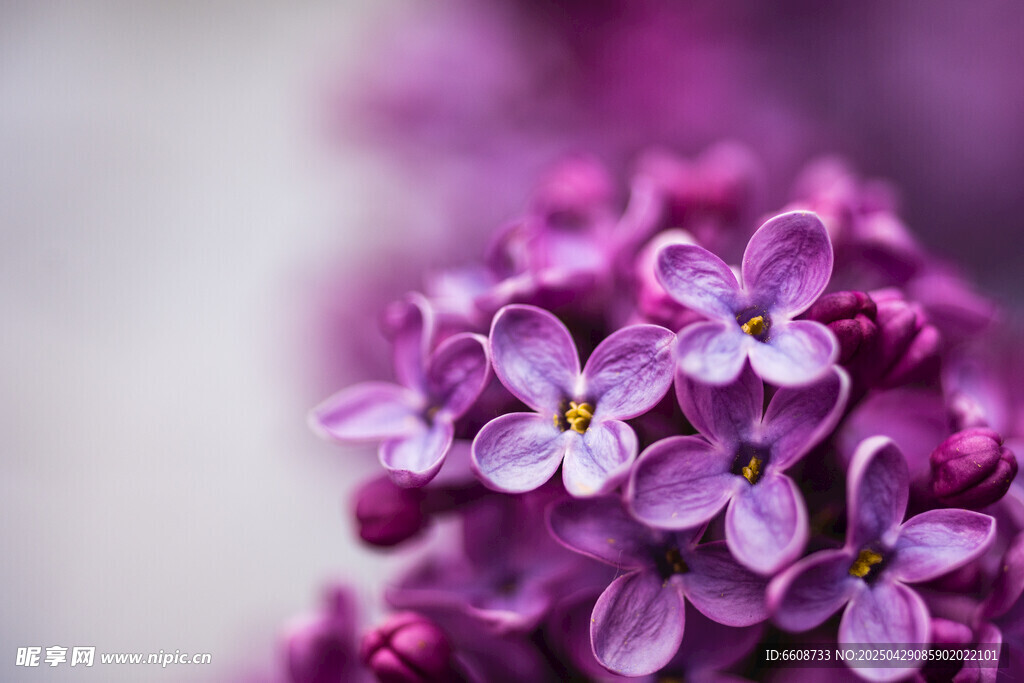 紫丁香花朵特写