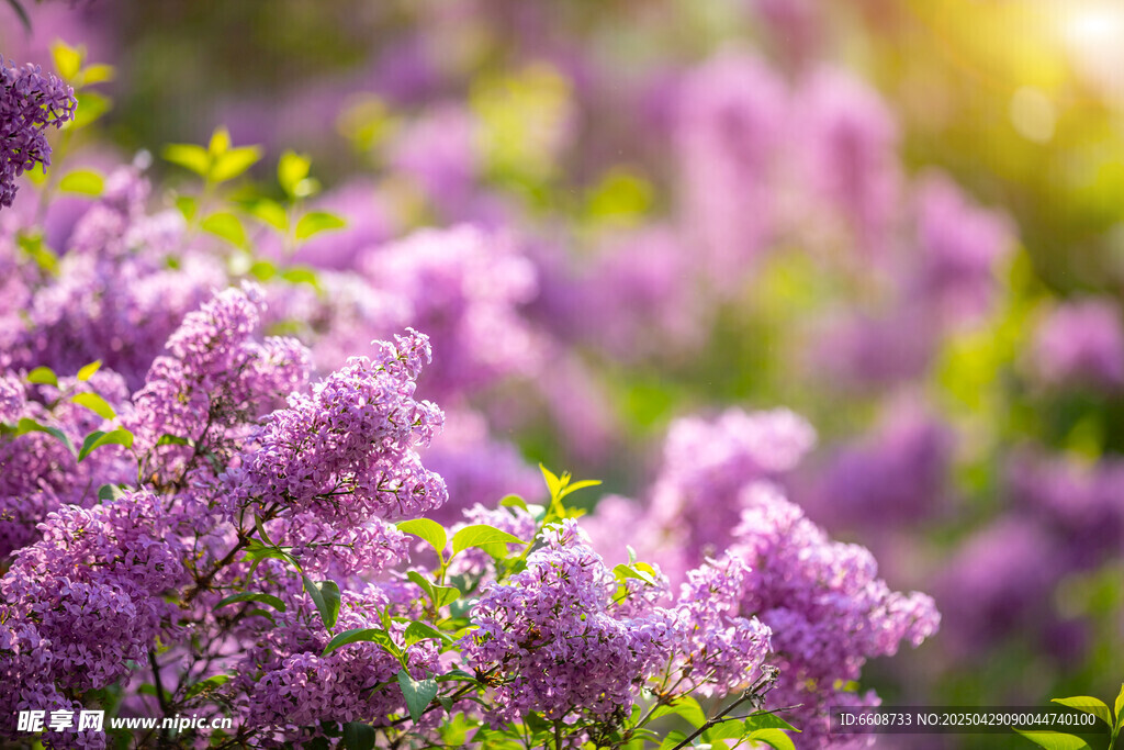 浪漫紫丁香花丛美景