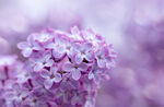 淡紫色丁香花特写
