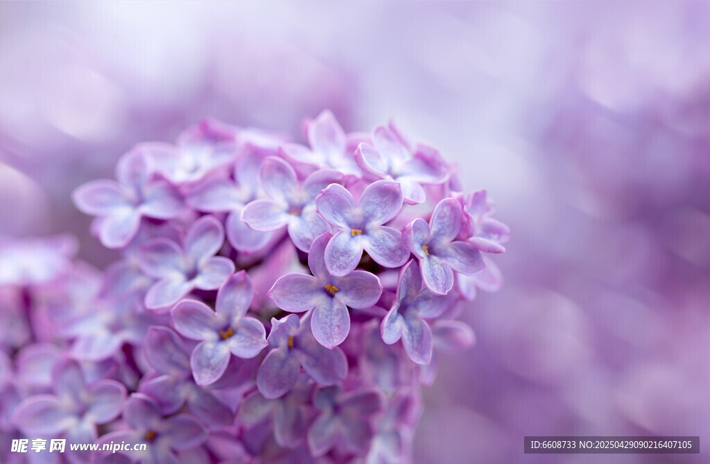 淡紫色丁香花特写