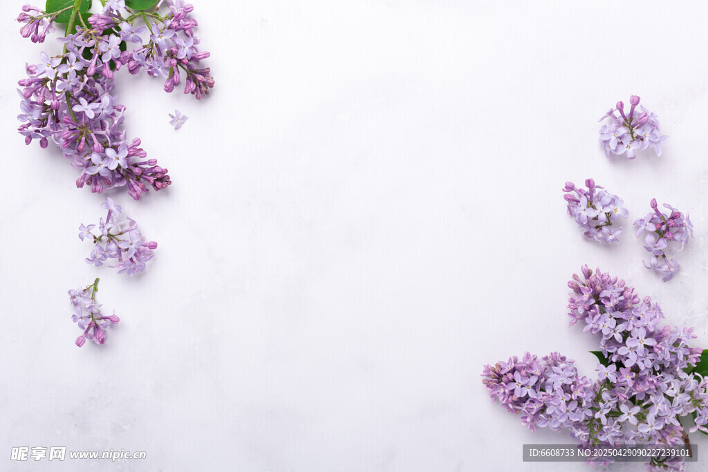 淡紫色丁香花散落画面