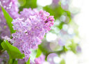 淡紫色丁香花特写