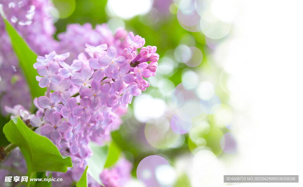 淡紫色丁香花特写