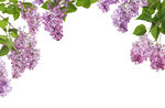 紫丁香花垂挂枝头