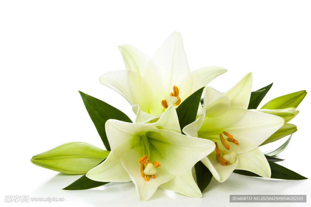 白色百合花特写