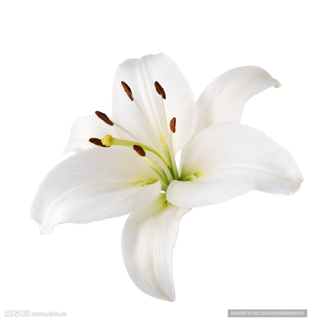 纯白百合花特写