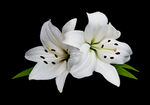 两朵洁白百合花