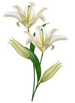 优雅白色百合花插花