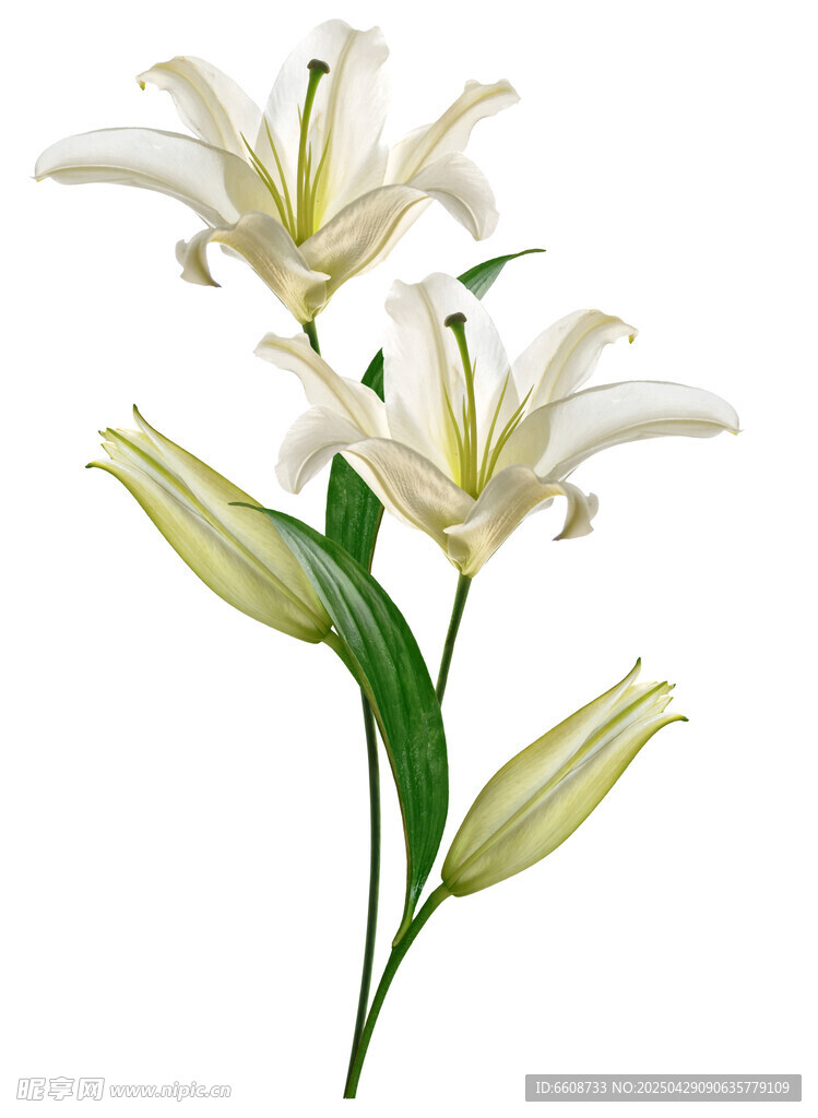 优雅白色百合花插花