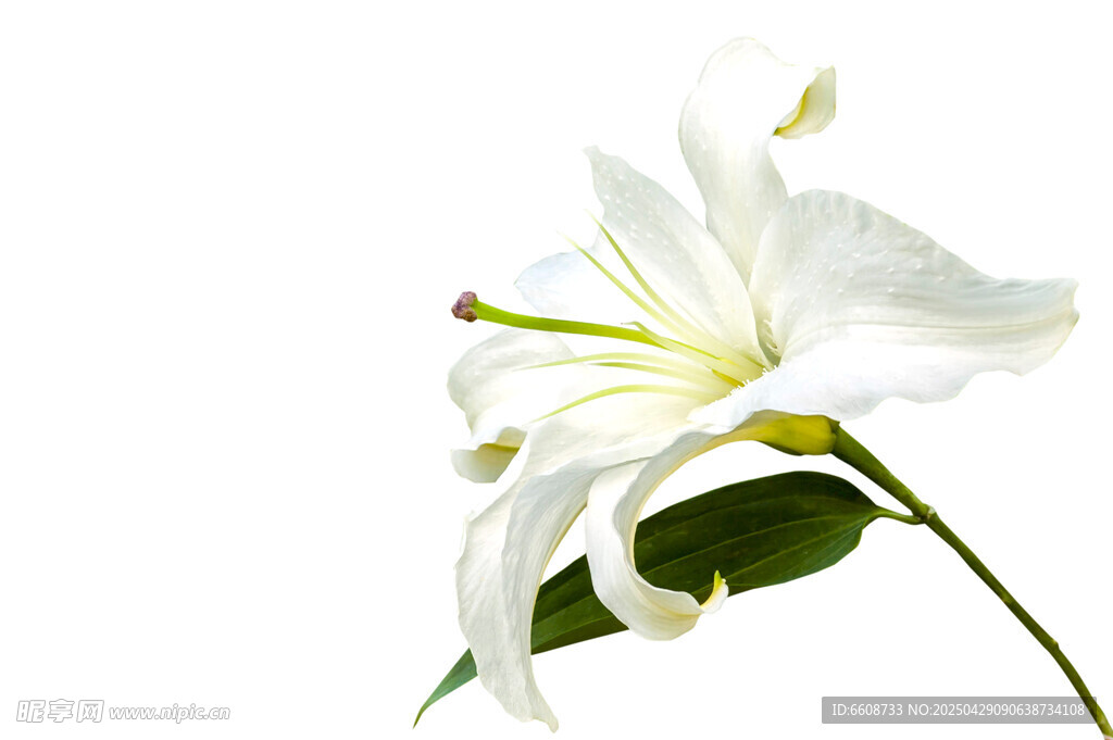 白色百合花特写