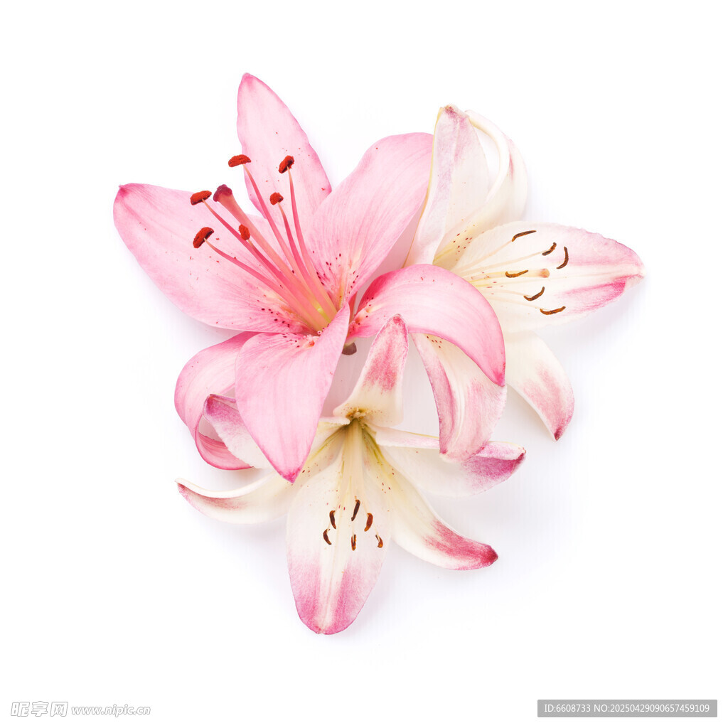 粉色百合花特写