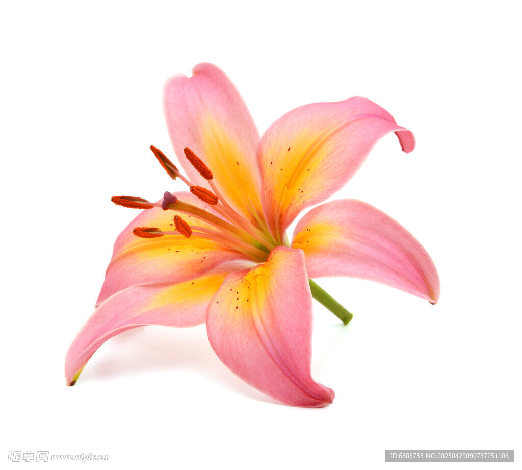 粉色百合花特写
