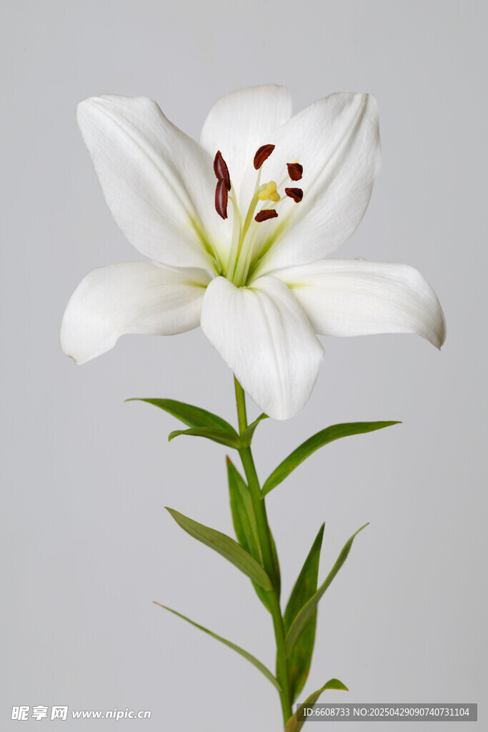纯洁白色百合花特写