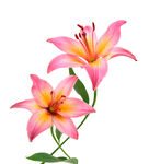 两朵娇艳粉色百合花