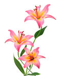 三朵粉色百合花绽放