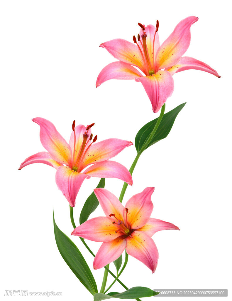 三朵粉色百合花绽放
