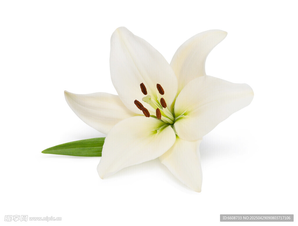 白色百合花特写