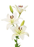 优雅白色百合花绽放