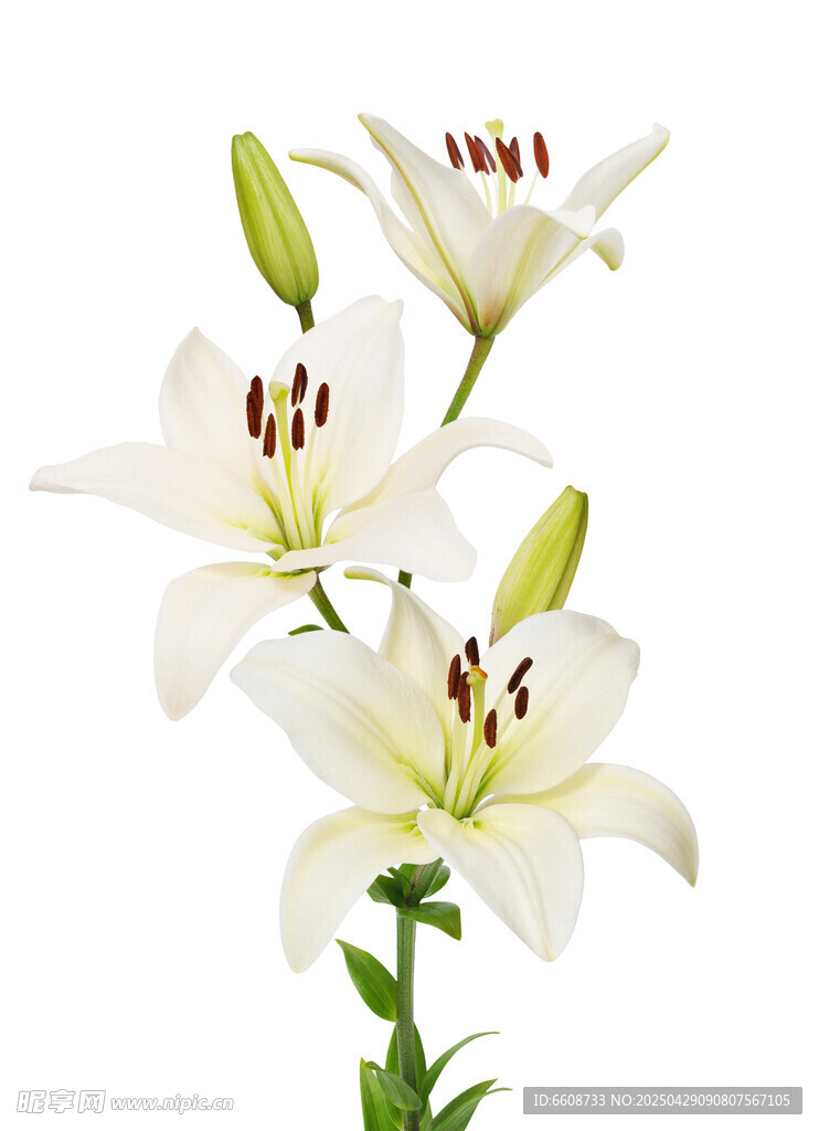 优雅白色百合花绽放