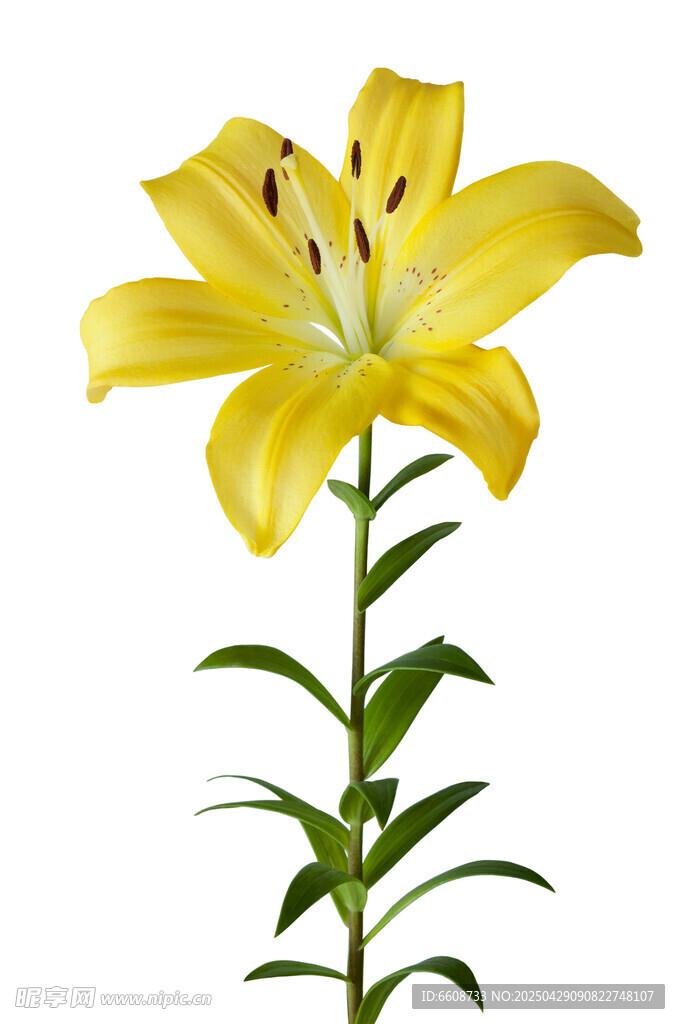黄色百合花特写