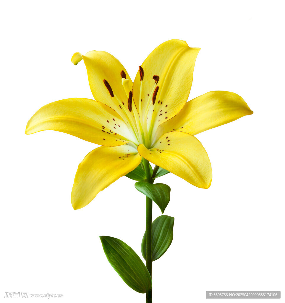黄色百合花特写