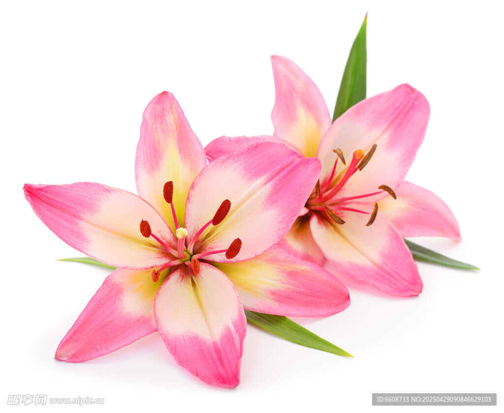 两朵娇艳粉色百合花
