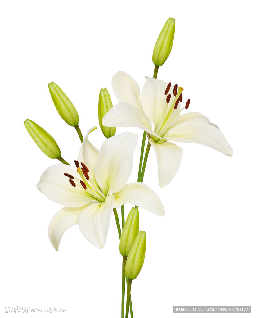 清新白色百合花绽放