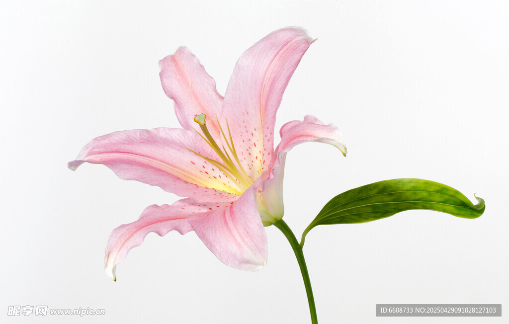 粉色百合花特写