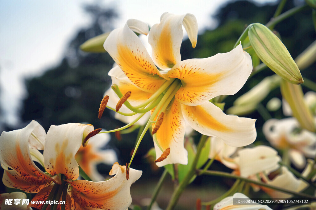 美丽绽放的百合花
